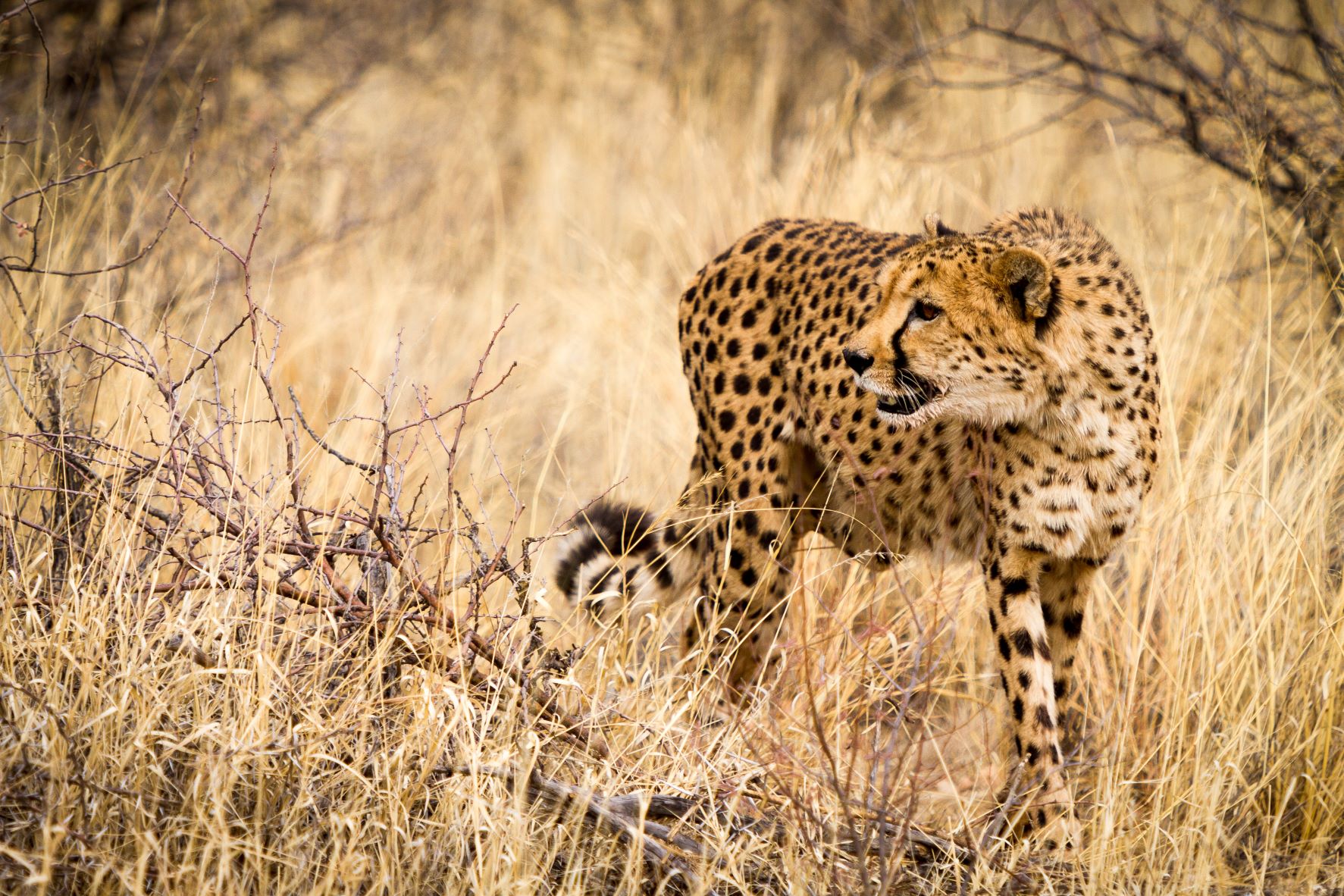 Track wild cheetah on foot